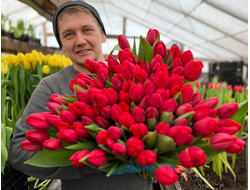 Срезка тюльпана к 8 МАРТА ОПТ