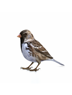 птицы Воробей sparrow