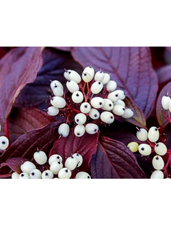 Дерен белый Сайбериан Перлз (Siberian Pearls), С5