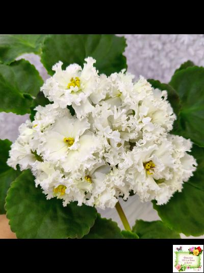 АВ-Легенда о Золотой Луне (Фиалковод) 2023 г.