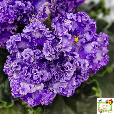 АВ-Озерная Фея (Фиалковод) 2017 г.