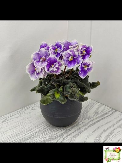 Н-Тет-а-Тет (Н. Бердникова) 2019 г. (лист укоренённый с деткой)