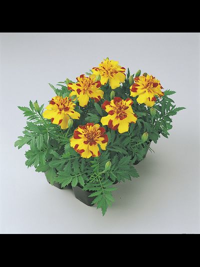 БАНАНЗА БОЛЕРО 6ШТ