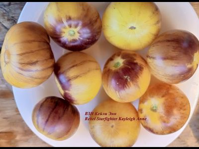 Томат Восставший Звездный Истребитель Кэйли Энн (Rebel Starfighter Kayleigh Anne)