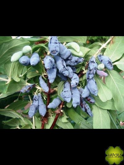 Жимолость "Ленинградский великан" (сладкая, крупная ягода, саженец 2 года)