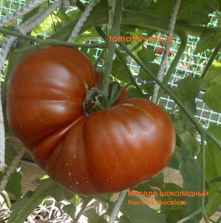 Описание коричневых томатов