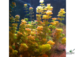 Кабомба красная (пучок)