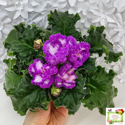 ПТ-Принцесса Ясмин (Т. Пугачева) 2019 г.