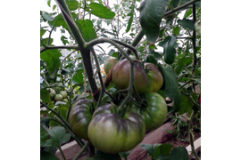 сорт Желто-синий большой, 14 июля
