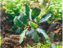 Bucephalandra green wavy