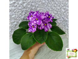 МТ-Свет Кометы (М. Тотиева) 2022 г.