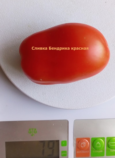 Томат Сливка Бендрика красная