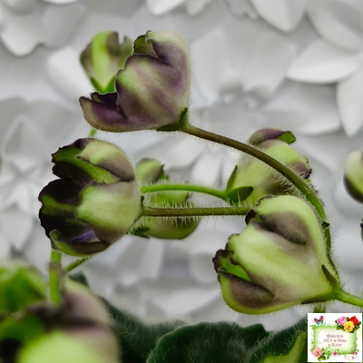 7 Белок (Калгины) химера (стартер сорт)