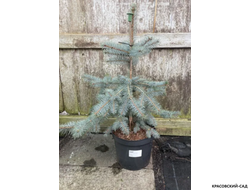 Ель Спек - Spek