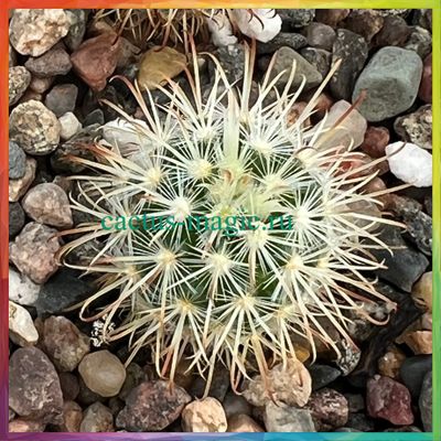 Mammillaria cowperae VM 168
