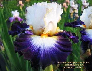 Ирис LIVING LEGEND | Коллекция Креклиной Людмилы Александровны