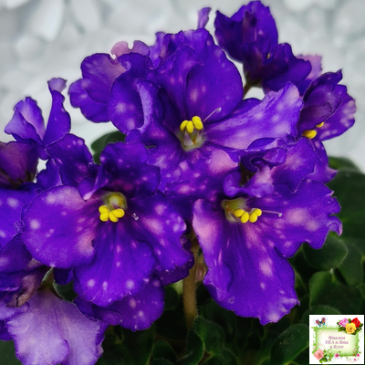 ДВ-Мегавольт (Д. Лягина) 2023 г. (гёрл-листва)