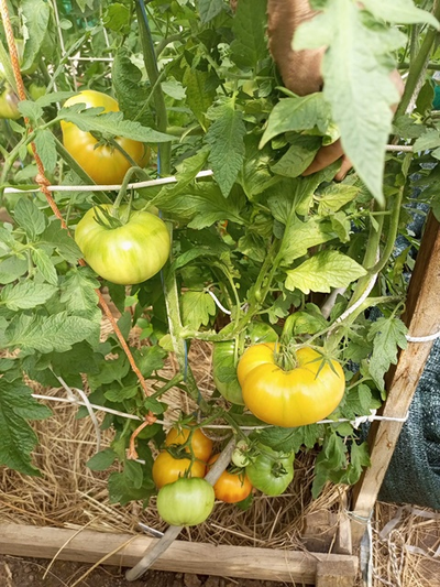 Томат Медовое авеню (Honey avenue)