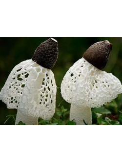 грибная аптека, Экстракты грибов Рейши, Кордицепс, Шиитаке в каталоге