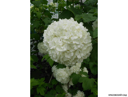 Калина Обыкновенная Розеум - фото цветка - красовский-сад.рф