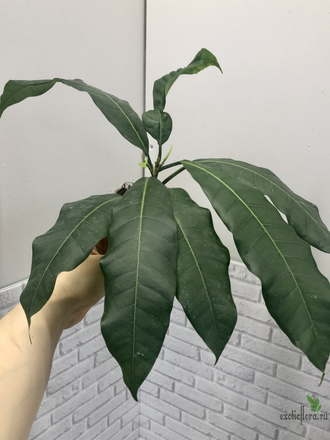 Ficus (T18) Mango leaf / фикус Нервоза