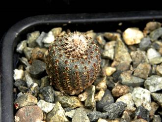 Frailea phaeodisca (D=10-12мм)