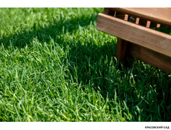 Рулонный газон Эталон