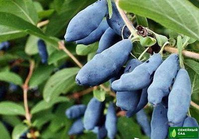 Жимолость "Голубое веретено"