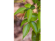 Амирис бальзамический (Amyris balsamifera) Индия, Кашмир, 2 г - 100% натуральное эфирное масло