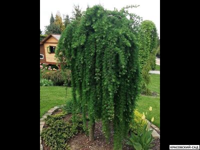 Лиственница японская Стифф Випер - Stiff Weeper