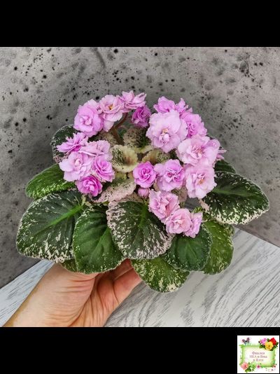 Rose Bouquet (G.T.Smith) (9028) 04/12/2001