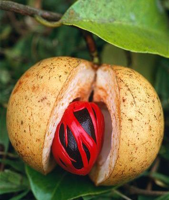 Мускатный орех (Myristica fragrans), плоды (10 мл) - 100% натуральное эфирное масло