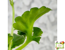 LV-Дудочка и Кувшинчик (Л. Шевелева) 2025 г. трейлер (гёрл-лист с прилистниками)