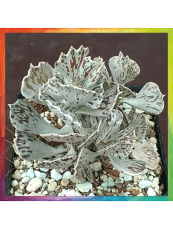 Kalanchoe rhombopilosa