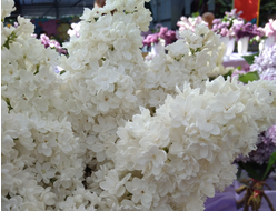 Сент Маргарет