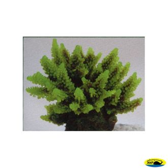 SH095G Коралл пластиковый зеленый 11,5*10*9см