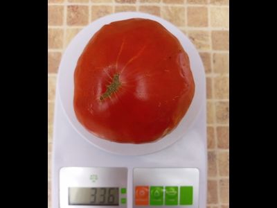 Томат Купец молодец