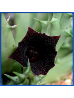 Huernia macrocarpa v. penzigii