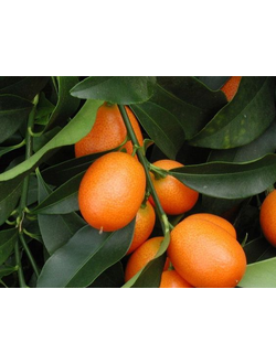 KUMQUAT base 270258 (Firmenich) / Кумкват реконструкция, 2.5 мл