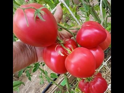 Томат Медвежье сердце