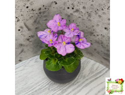 Shirl's Pip Squeak (S.Sanders) (лист посажен 28.01.26)