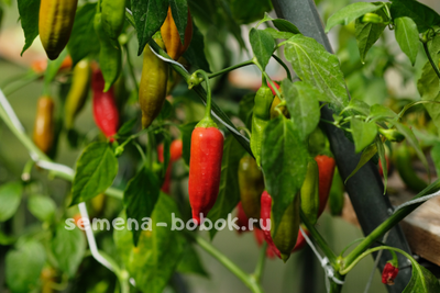 Перец сладкий Baccatum Pepper CAP 455 (Баккатум Кап 455), 10 шт