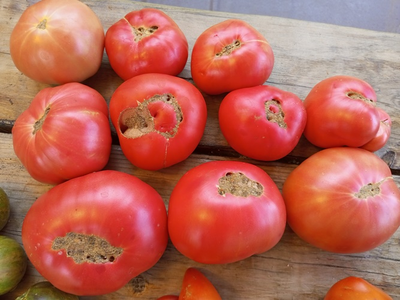 Томат Спасские из Рязани
