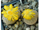 Lithops pseudotruncatella ssp.dendritica С072 (MG) - 10 семян