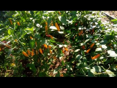 Перец острый Aji Limo (Lemon Drop)