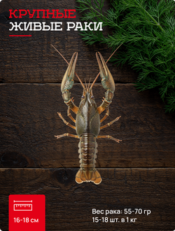 4 категория крупные живые раки 15-18 шт. в кг