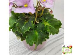 Morgan's Ivy League (C.Eros) (детка)