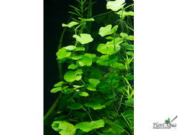 Гидрокотила белоголовая (ветка)