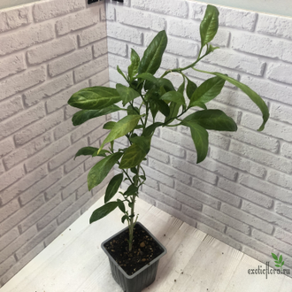 Цеструм ночной / Cestrum nocturnum