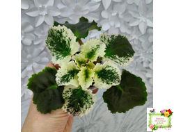 Nik-Магический Туман (Н. булко) 2024 г.